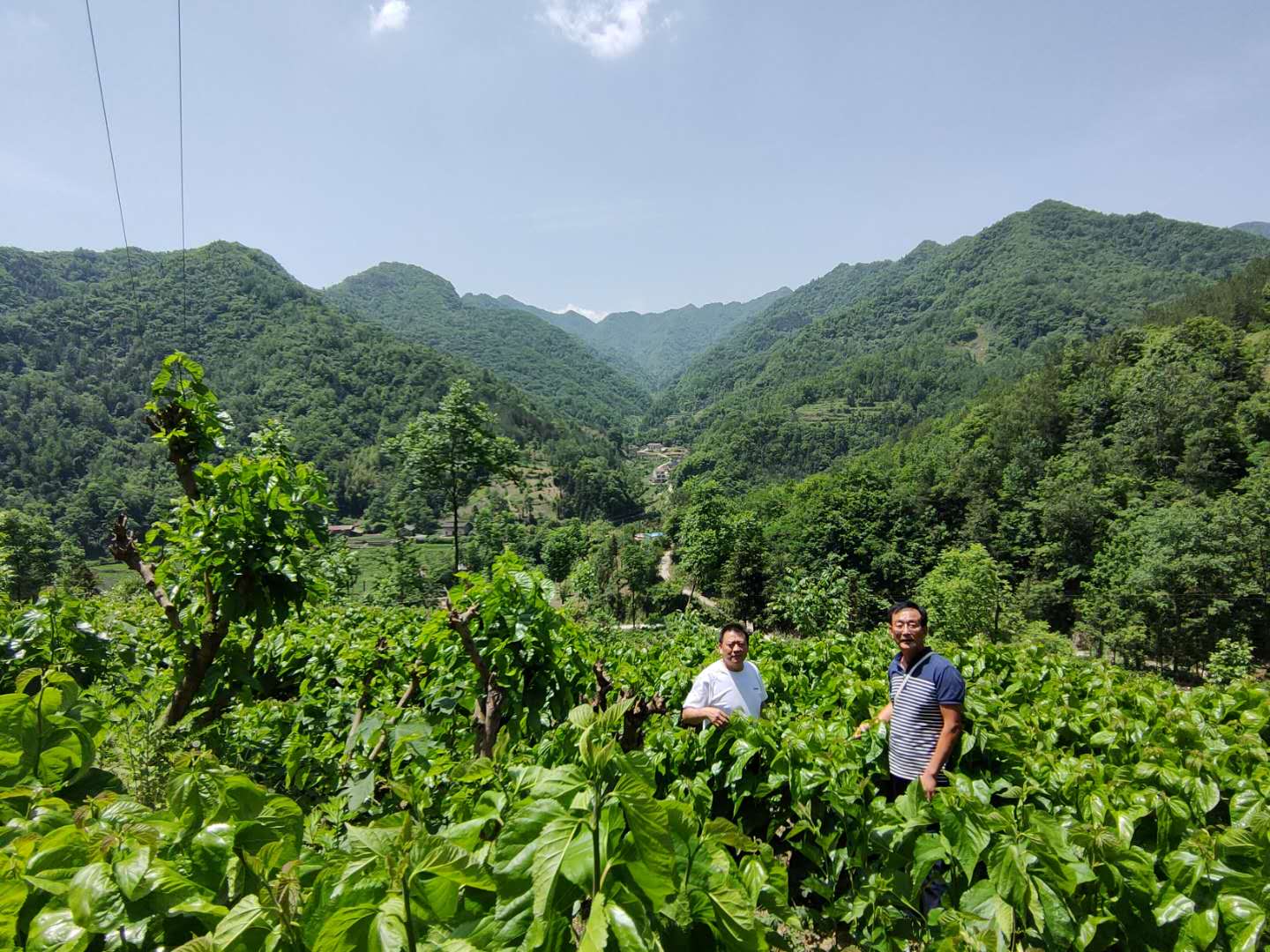 寶業(yè)公司送物資送技術(shù) 全力幫扶麻廟村高起點(diǎn)發(fā)展蠶桑產(chǎn)業(yè) 寶業(yè)公司送物資送技術(shù) 全力幫扶麻廟村高起點(diǎn)發(fā)展蠶桑產(chǎn)業(yè)