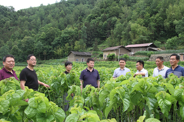 安康市商務(wù)局領(lǐng)導(dǎo)來(lái)我公司調(diào)研春蠶收購(gòu)及扶貧點(diǎn)蠶桑基地建設(shè)情況 安康市商務(wù)局領(lǐng)導(dǎo)來(lái)我公司調(diào)研春蠶收購(gòu)及扶貧點(diǎn)蠶?;亟ㄔO(shè)情況